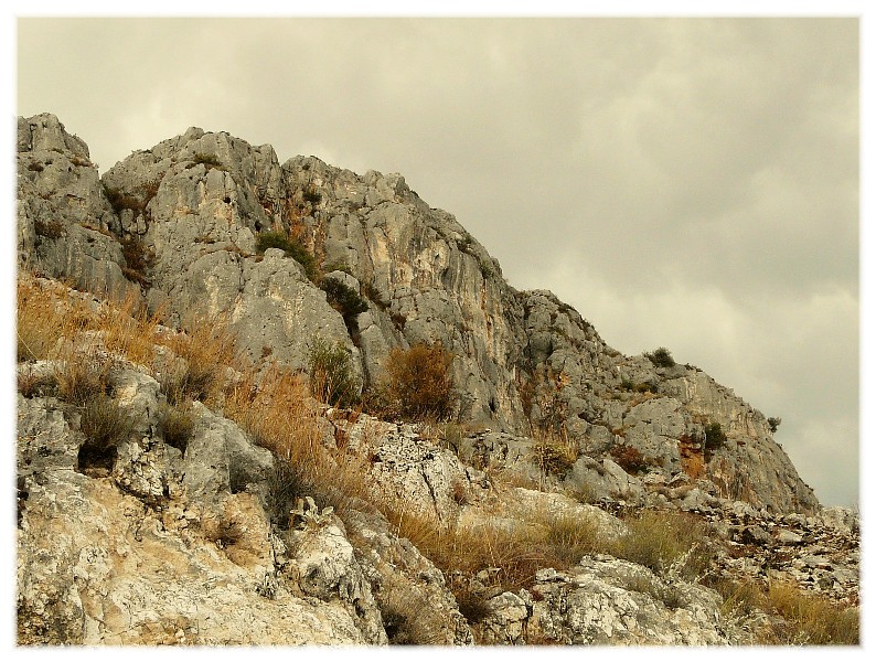 Lomelosia crenata subsp. dallaportae / Vedovina di Dallaporta